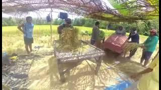 Rice Harvest #probensya #guindulman #boholvlogger #videos