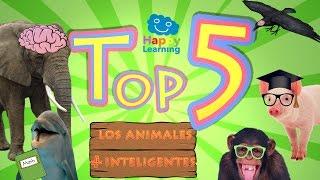 TOP 5.  Los cinco animales más inteligentes