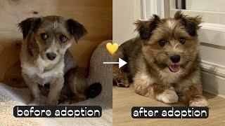 Adopting Abandoned Puppy & Amazing Changes 100 Days with a Coward Puppy