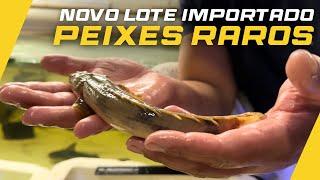 IMPORTAÇÃO DE PEIXES RARÍSSIMOS !!