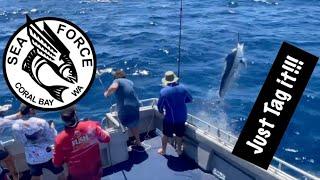 GAMEX 2021 - A Salvaged Disaster, Exmouth Game Fishing Tournament, Heavy Tackle, 150kg Blue Marlin.