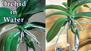 Secrets to Grow Orchids in Water