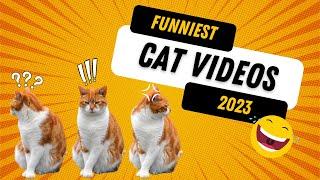 Funny Cat Videos 2023 | 4K Videos | Copyright Free | Creator Mitra