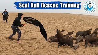 Seal Bull Rescue Training