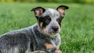 Australian Cattle Dog Breed Video by the Canadian Kennel Club