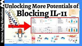 A NOVEL IL-11 Blocker Now In Human Trial! Unlocking MORE Potentials of Blocking IL-11