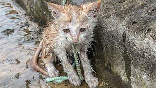 Kitten Abandoned in Winter Rain, Scared And Hungry, I Adopted It