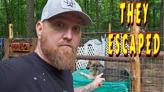 GLAD I SHOWED UP |tiny house homesteading off-grid cabin build DIY HOW TO sawmill tractor tiny cabin