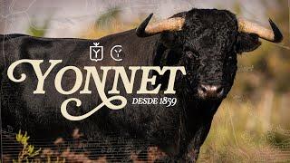 TOROS DE YONNET | 165 años de historia en el corazón de la Camarga