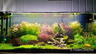 160 Liter Aquascape Gesellschaftsaquarium