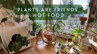 Plants and cats: the perfect combo?!