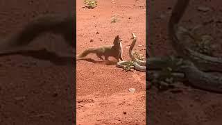 Cobra vs Mongoose