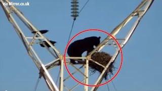 Top 10 Crazy Places People Find Birds' Nests