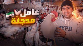 عامل بمدجنة ومسلخ لأسبوع كامل  من البيضة للفرخة ‼️