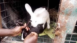 How to successfully assist a rabbit to mate.Assisted mating in rabbits. #rabbitfarming #rabbitmating
