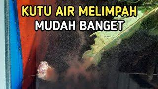 TERNAK KUTU AIR DI RUMAH