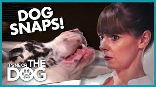 Dog Snaps and Growls at Owner! | It's Me or the Dog