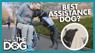 Are Labradors the Best Assistance Dogs? | It's Me or The Dog