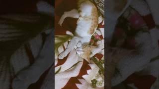 Miss you  #sammark #youtubeshorts #love #cat #alone #broken #catlover #catvideos