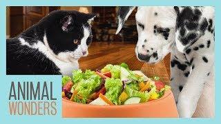 Is A Vegan Diet Bad For Dogs And Cats?