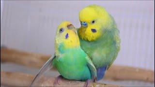 Budgies / parakeets | Mating / Breeding