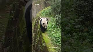 The way the panda walks is elegant!这优雅的猫步圆滚滚的熊猫走起来还真是别有一番风味呢！#panda #熊猫 #shorts 【欢迎订阅MIGU Panda官方频道】