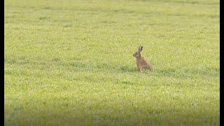 Hasenzählung mittels Scheinwerfertaxation: Der bayerische Jagdverband zeigt, wie es geht!