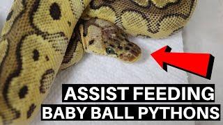 How To Assist Feed Baby Ball Pythons - Benjamin's Exotics