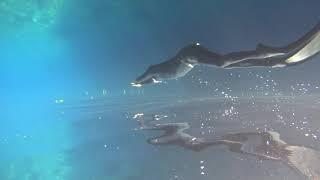 Freediving - upside down Nicolo @Apneazen GOZO 8.2019