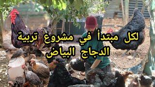 معلومات مهمة لكل مبتدئ في مشروع تربية الدجاج البياض