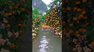 Let's explore beautifull fruit garden #shorts #nature #fruit