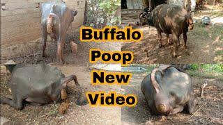 Buffalo  poop video ||  Buffalo  pooping video || Buffalo  dung video