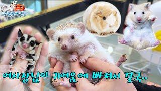 여사장님들이 소동물 전문샵을 차리시면 이렇습니다 ㅋㅋㅋ cute animal shop