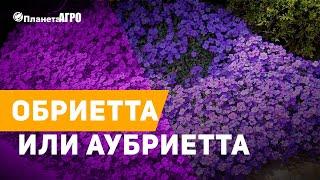  Обриетта или Аубриетта   Садим обриетту из семян с Планета Агро