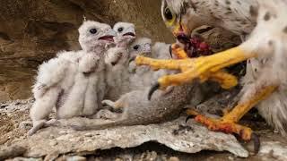 Nest Life of the Prairie Falcon  Produced by: Steve Chindgren