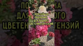 Простая и дешёвая подкормка для пышного цветения гортензий