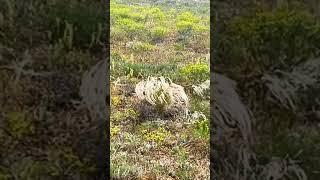 Крымские пейзажи. Западный Крым сегодня. Ковыль и облака.
