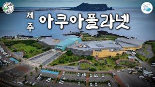 [4K] 아쿠아플라넷 제주 : 국내 최대 아쿠아리움 (Jeju Aqua Planet)