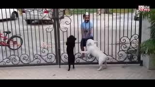 A Small Kido Sardar Making Fun And Dance With Dogs Goes Viral In Social Media