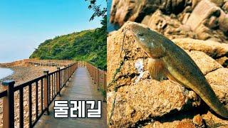 인천 트레킹 둘레길 ️산책하고~ 낚시하고~ 아무 때나 진입 가능!!