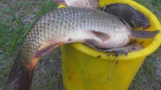 Рыбалка Ловля карпа, карася на три разные снасти. My fishing