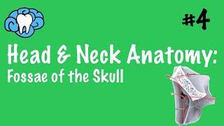 Head & Neck Anatomy | Fossae of the Skull | INBDE