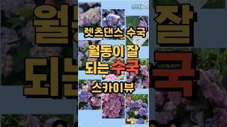 깻잎수국 꽃 피우기 끝없이 꽃피는 여름 가을 수국 렛츠댄스수국 스카이뷰 #정원가꾸기 #렛츠댄스수국 #수국키우기