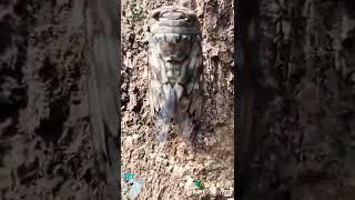 Jungle cicadas, (family Cicadidae), any of a group of sound-producing insects (order Homoptera) 