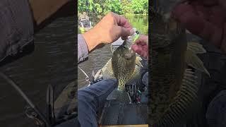 Crappie catching Double under the Boat #crappiefishing #fishing #outdoors