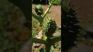 Thorn Apple-Datura stramonium is a poisonous weed that is invasive and do well on cultivated soils.