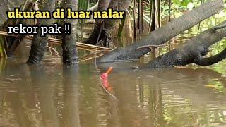 woow !! rekor ikan gurame kutukan terbesar selama mancing di sungai patin