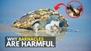 Why are Barnacles harmful to turtles?