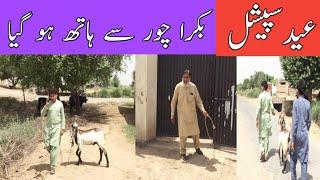 Funny Video Eid Special| Bakra Chor | SINDHU PK