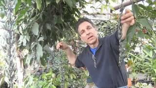 Logee's Greenhouses: Jade Vine in bloom